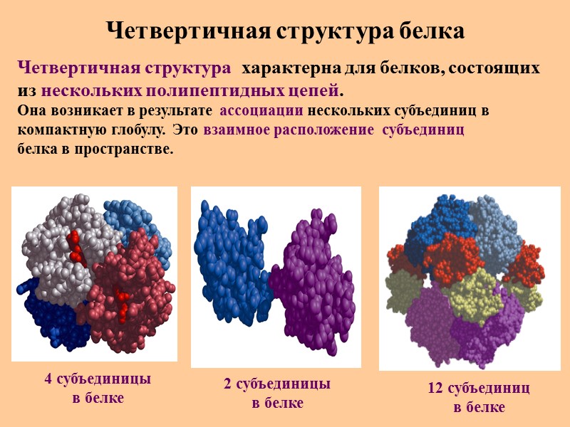 Четвертичная структура белка Четвертичная структура  характерна для белков, состоящих  из нескольких полипептидных